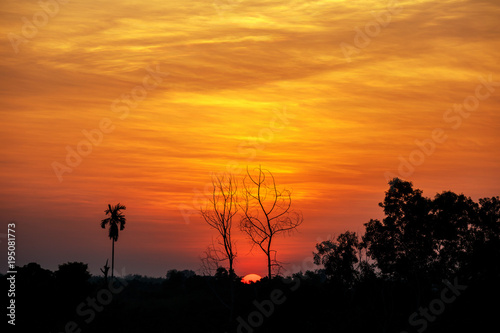 Silhouette of Dead tree branch and palm tree during sun setting