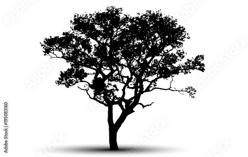 tree silhouette isolated on white background.