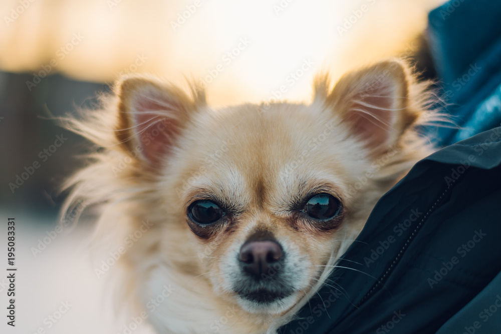 Small cute chihuahua dog in arms. Cute young puppy, big eyes, beautiful face