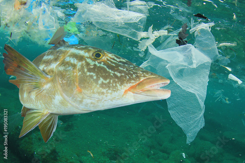 Plastic ocean pollution and fish. Plastic bags dumped in sea contaminate seafood