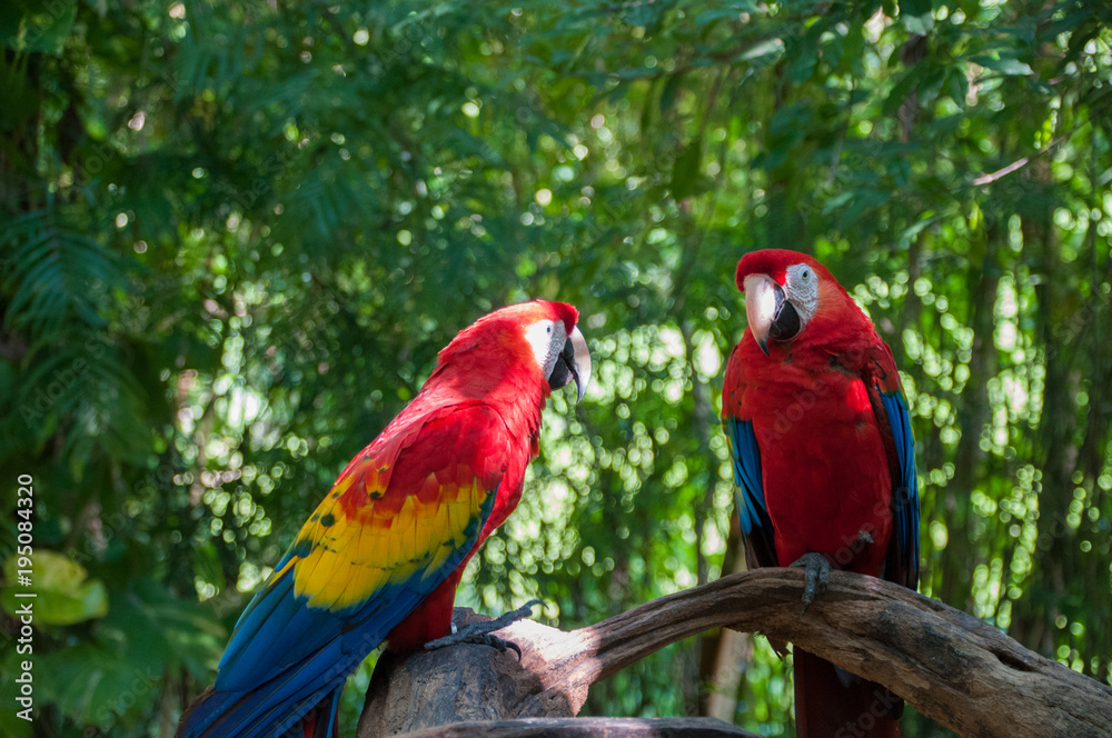 Red Parrots