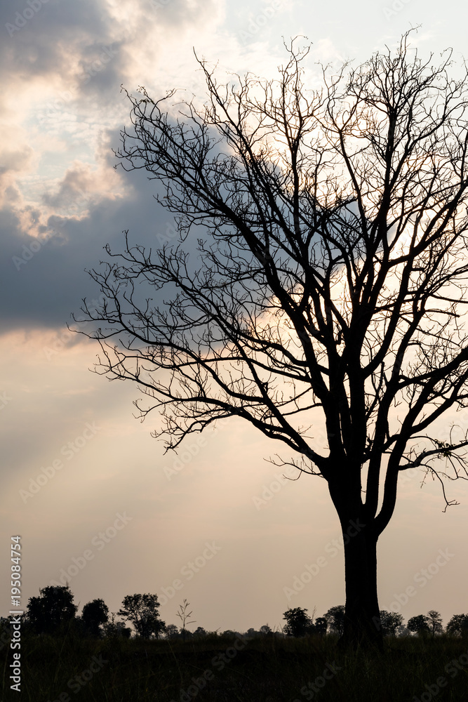 Silhouette trees dry in the evening in the countryside.