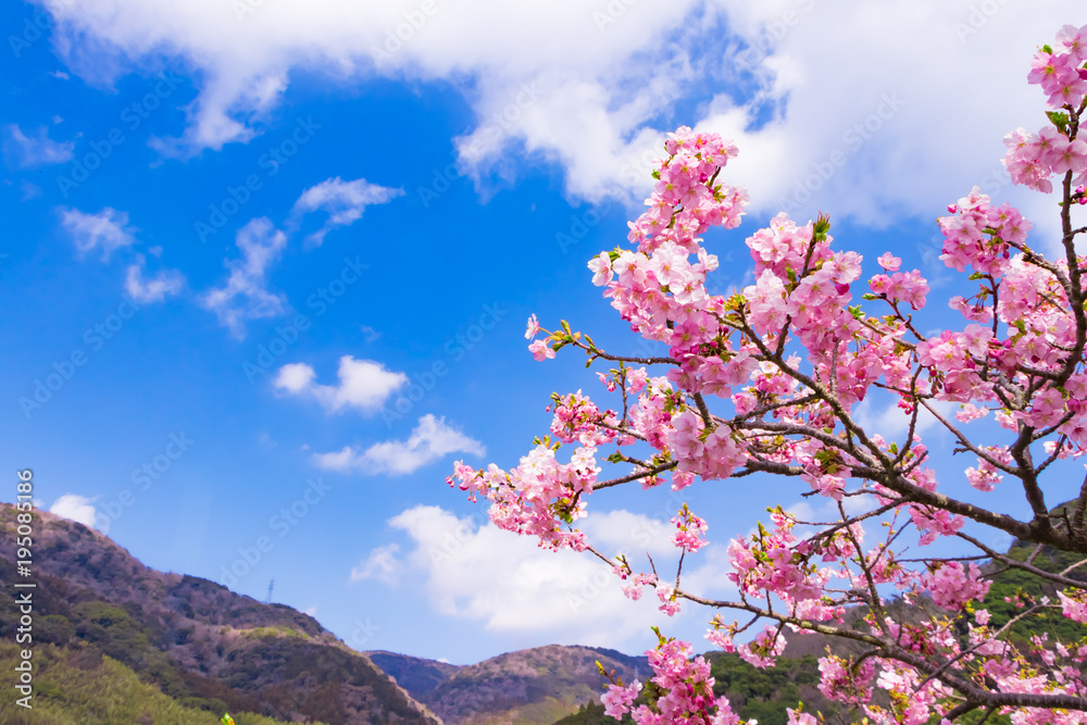 美しい河津桜