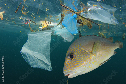 Photography Fish and plastic pollution