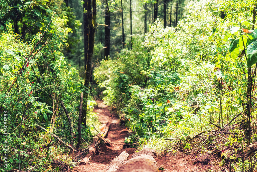 Fototapeta premium Monarch Butterfly Biosphere Reserve
