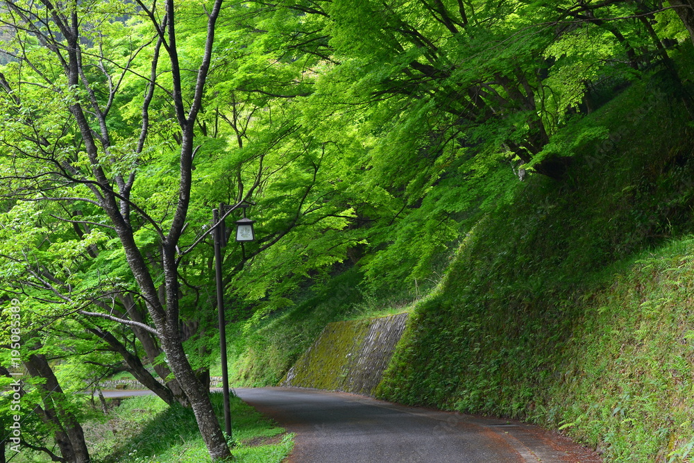 吉野山の新緑
