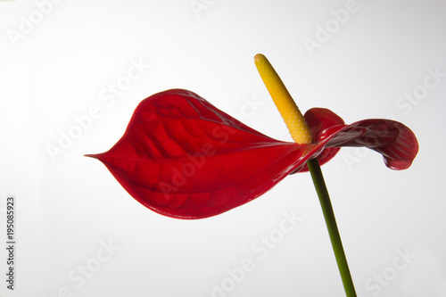 Red anthurium isolated with withe background