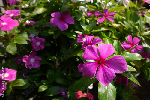 Petunia flowers in garden