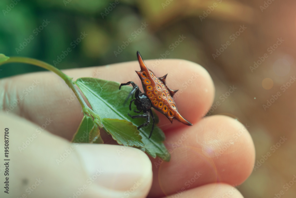 Fototapeta premium cute shelled spider