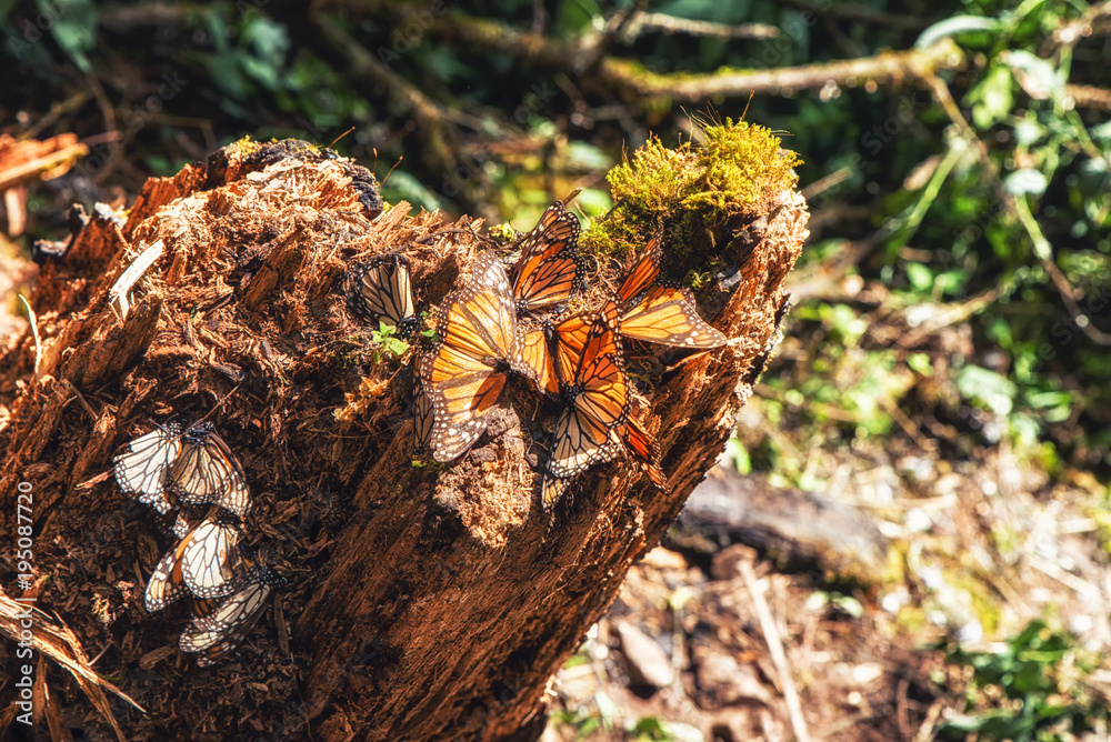 Obraz premium monarch Butterfly Biosphere Reserve, Michoacan,Mexico