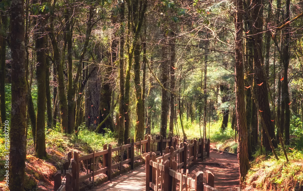 Obraz premium Monarch Butterfly Biosphere Reserve