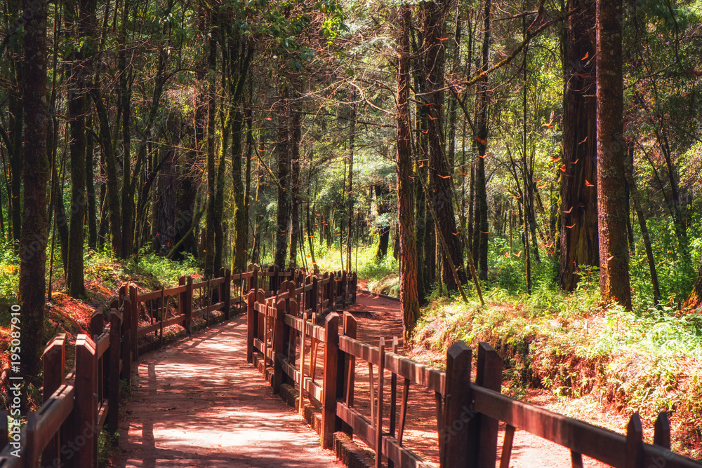 Naklejka premium Monarch Butterfly Biosphere Reserve