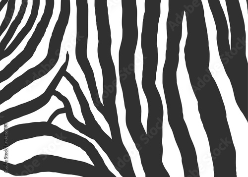zebra texture black and white pattern background vector illustration