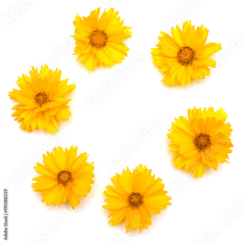 Yellow daisies isolated on a white background. Flowers card. Flat lay  top view