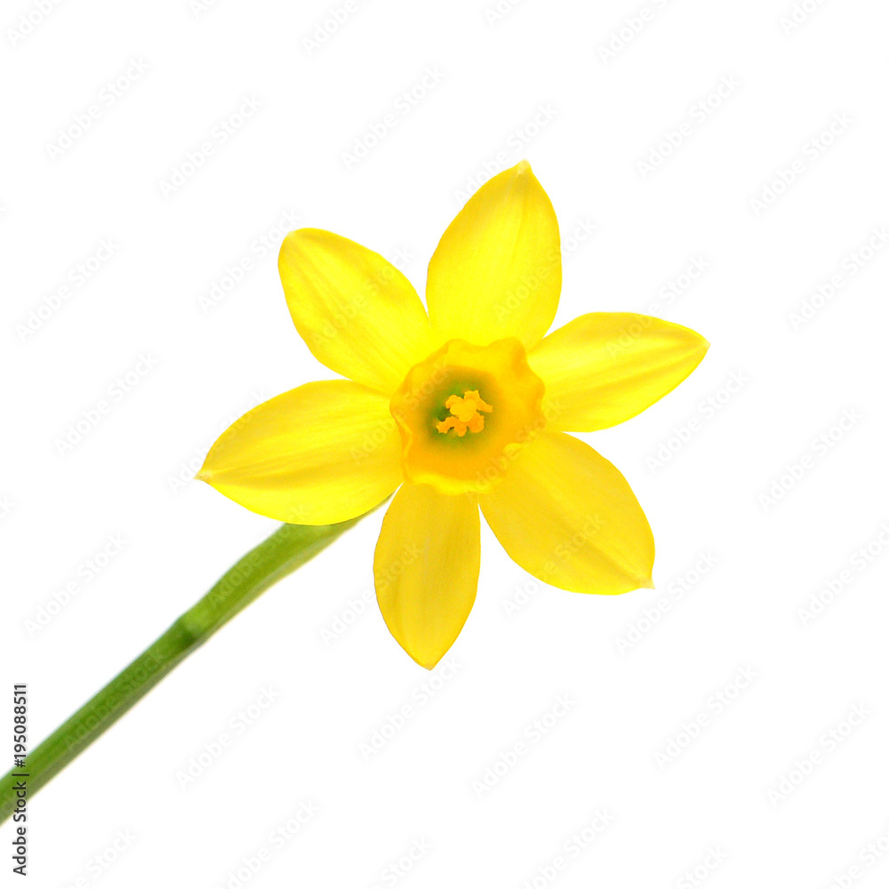 Yellow daffodil flower isolated on white background. Flat lay, top view Yellow daffodil flower isolated on white background. Flat lay, top view