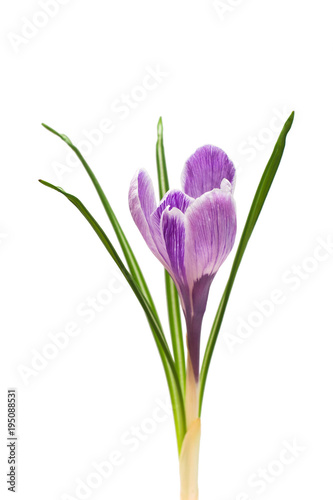 Beautiful crocus flower isolated on white background. The first spring flowers. Family iris, violet croci. Flat lay, top view