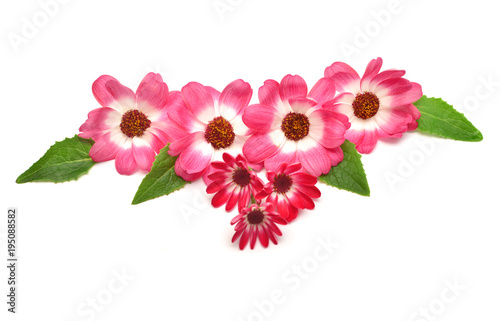 Pink flowers cineraria with leaves isolated on white background. Flat lay, top view