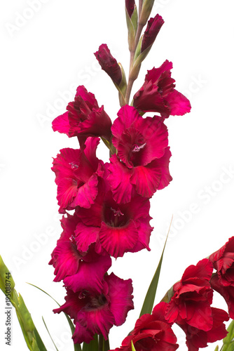 Fototapeta Naklejka Na Ścianę i Meble -  Branch of a gladiolus kraplak flower isolated on white background. Flat lay, top view