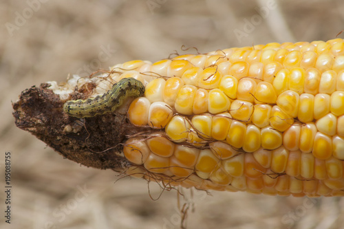 Obraz na płótnie A worm eating the corn