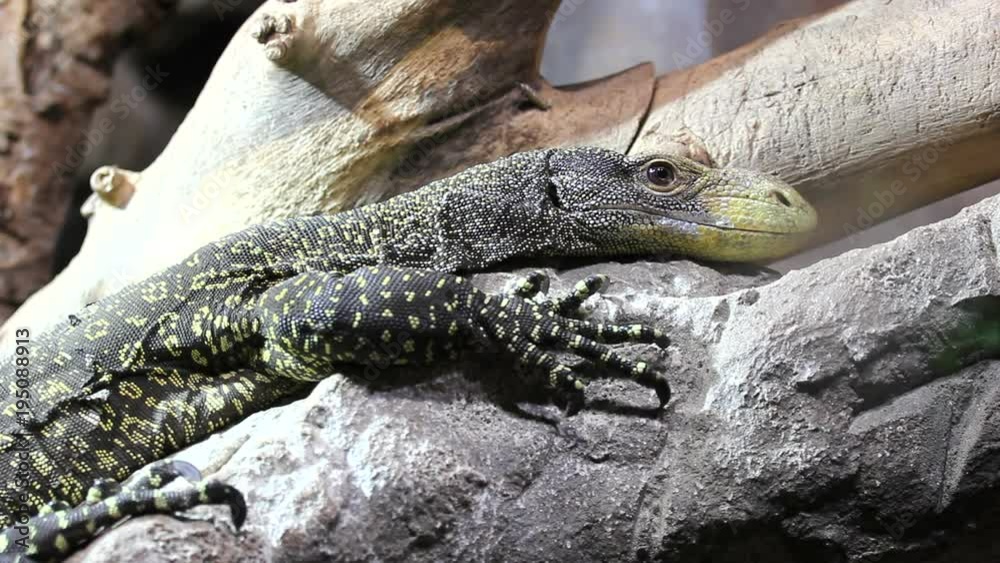 Green monitor lizard resting in a tree Green monitor lizard resting in a tree