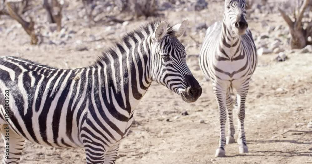 Zebra in dry desert - side profile - rack focus Zebra in dry desert - side profile - rack focus