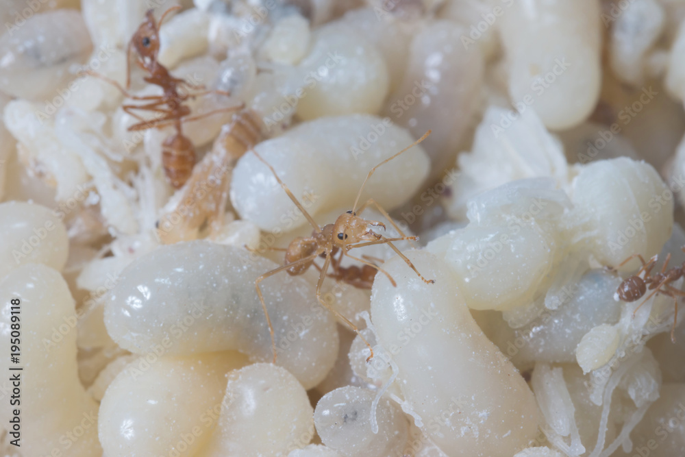 Red Ants eggs for cooking is very delicious, Thailand
Red Ants eggs for cooking is very delicious, Thailand