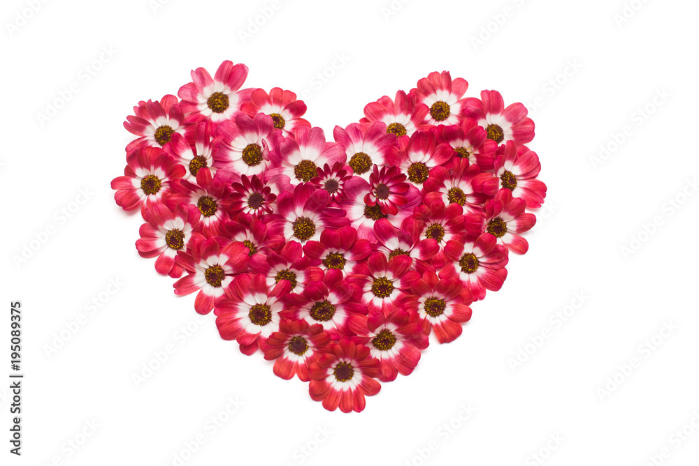 Heart made from flowers of cineraria isolated on white background. Flat lay, top view