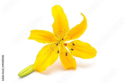 Fototapeta Naklejka Na Ścianę i Meble -  Yellow lily flower with buds isolated on a white background. Flowers resembles a starfish. Easter. Flat lay, top view