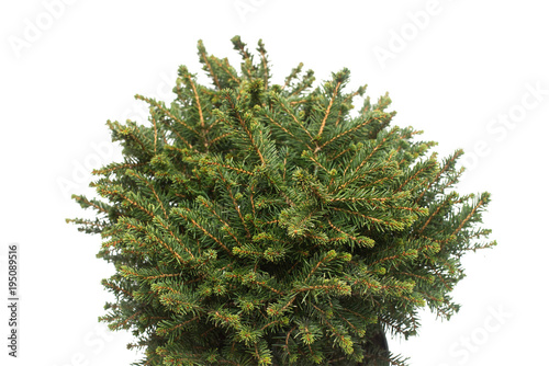 Spruce Picea Omorika Karel in a pot isolated on white background. Conifers. Christmas tree. New Year photo