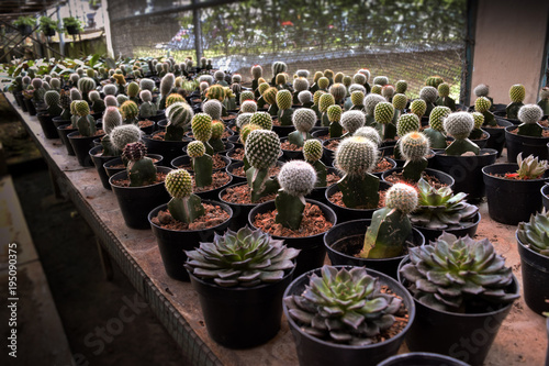 various kinds of cactus