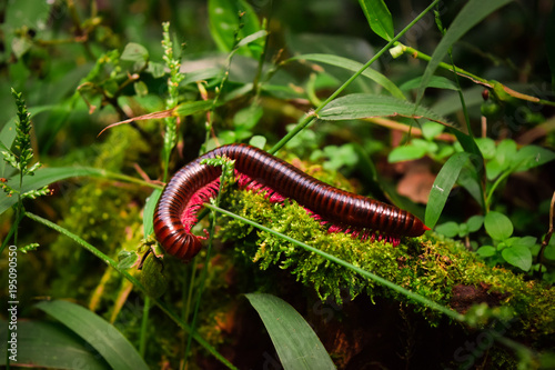 a millipede animal is crawling on the ground