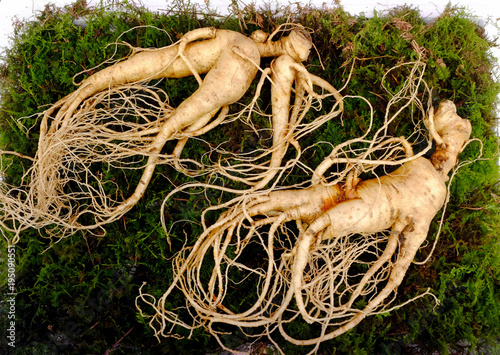 Korean ginseng root. Ginseng has been used in traditional medicine.