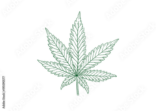 marijuana leaf vector illustration