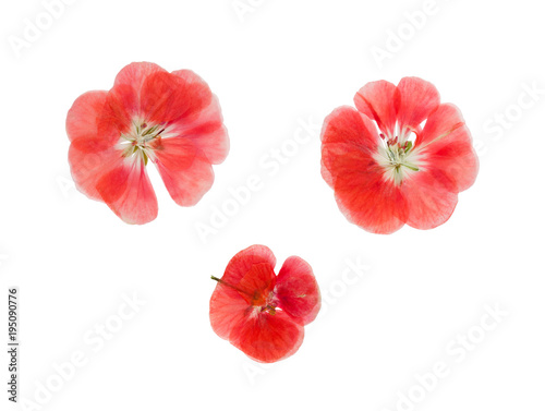 Pressed and dried pink flowers geranium  pelargonium   isolated on white