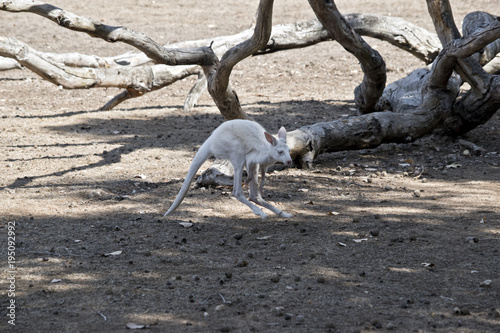 albino kangaroo-island joey kangaroo