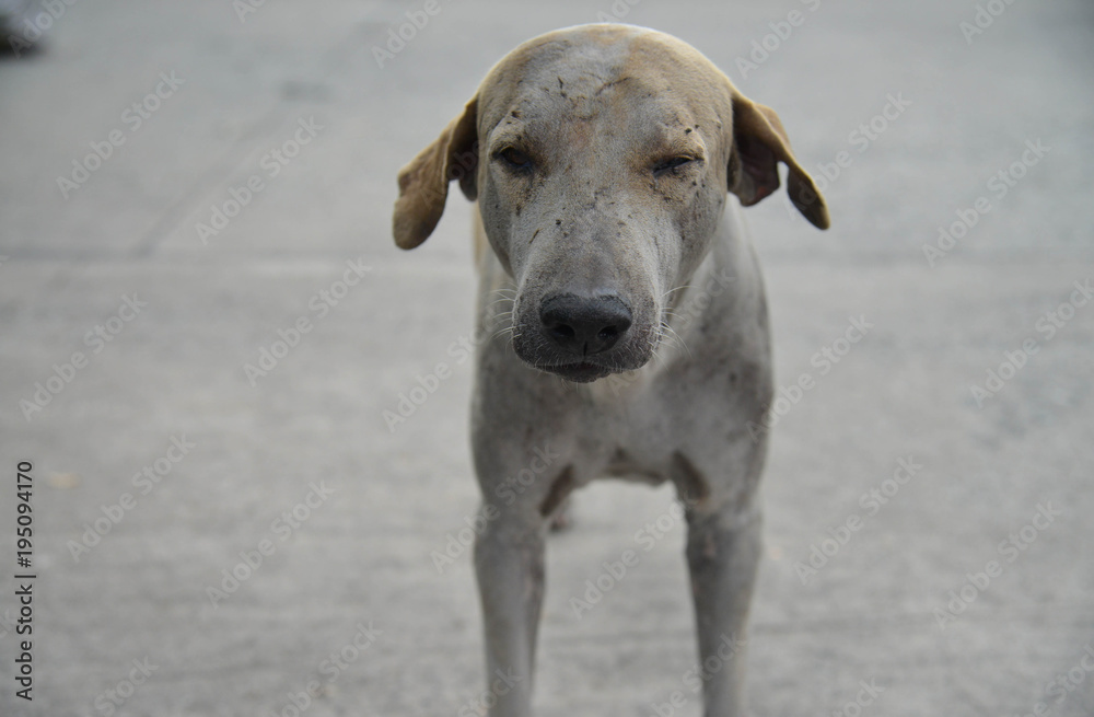 dog on the beach