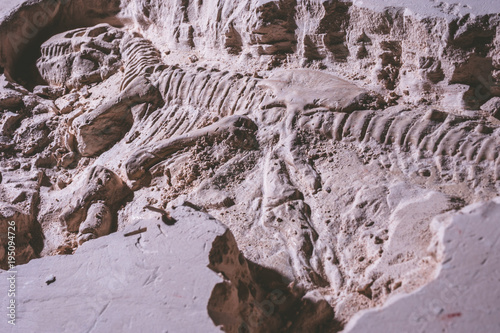 Skeleton of dinosaur. Tyrannosaurus Rex simulator fossil in ground stone.