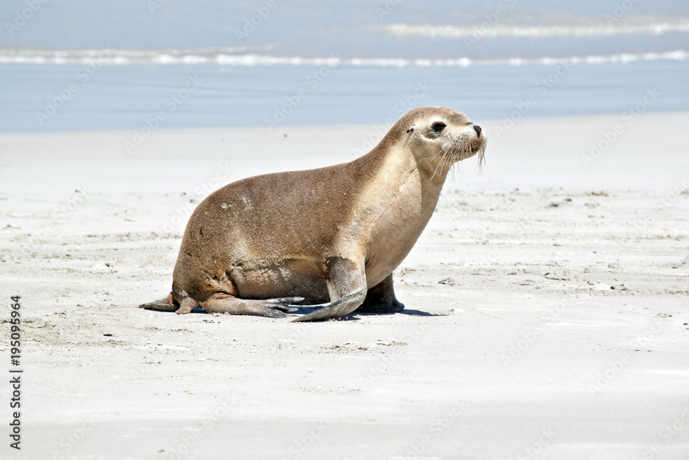 Naklejka premium sea lions