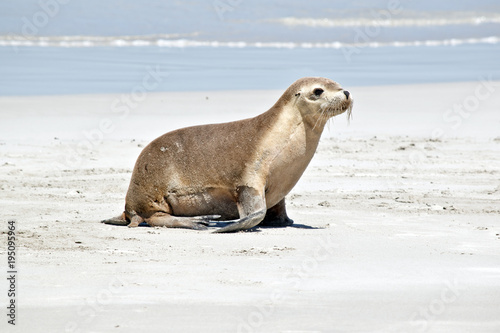 sea lions