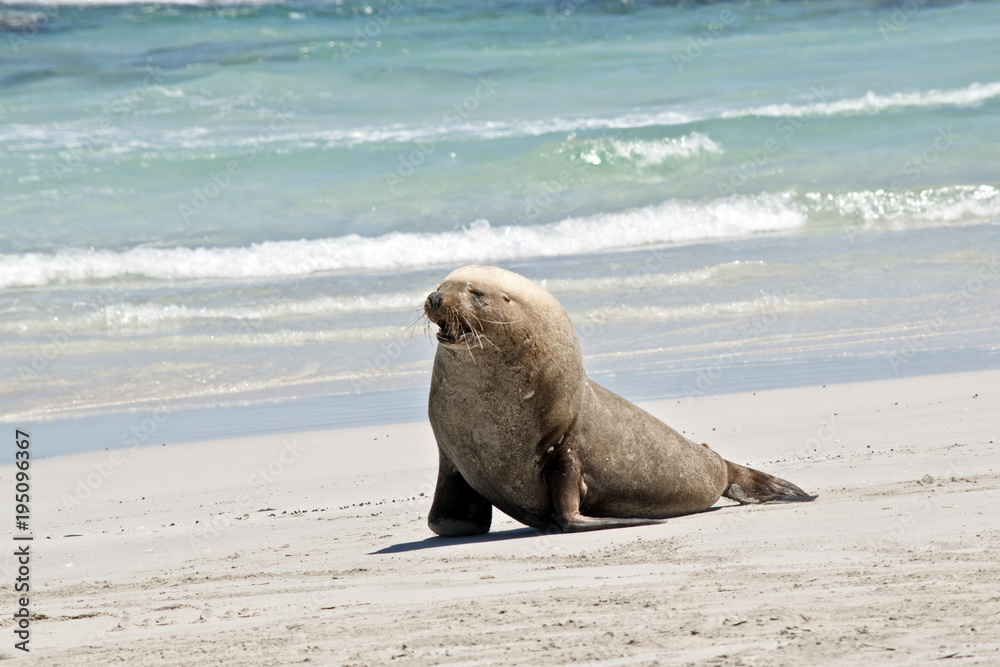 Naklejka premium sea lion