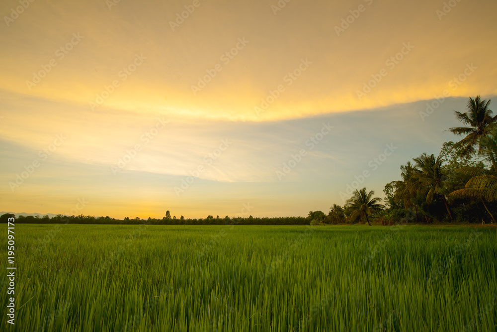 Twilight sky over rice field with romantic time. Pure rural atmosphere