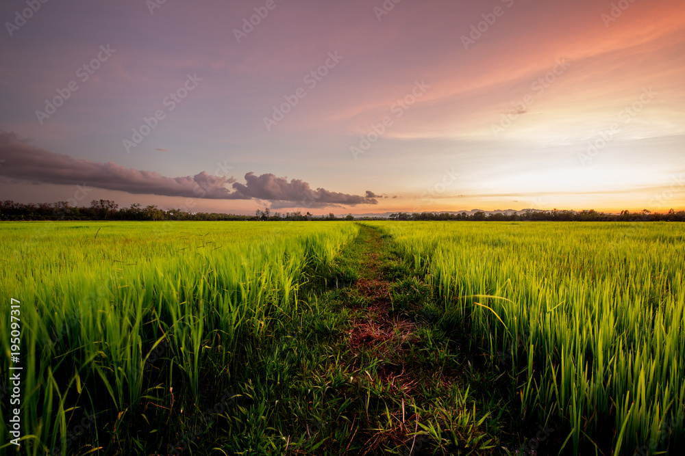Twilight sky over rice field with romantic time. Pure rural atmosphere