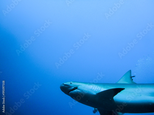 low angle view of sharks in the sea