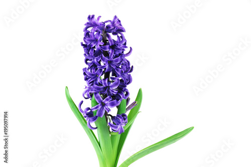 Purple hyacinth growth in spring isolated on white background