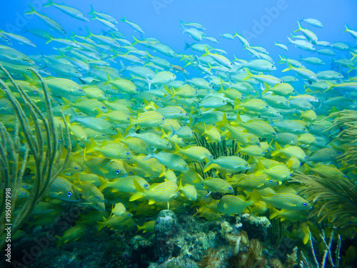 Yellow school of grunts in the caribbean sea of Providence Island  Colombia