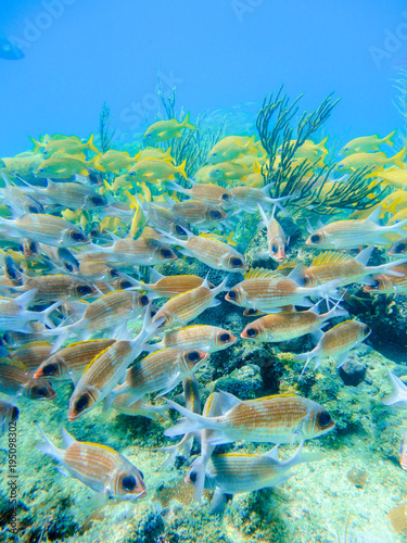 Mosaic of red fishes in a coral reef of the caribbean in Providencia Island, Colombia