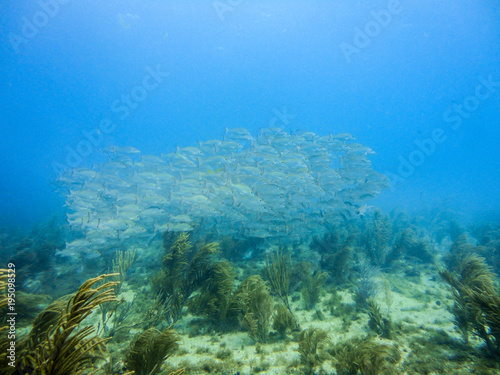 School of snappers in a coral reef of the caribbean sea
