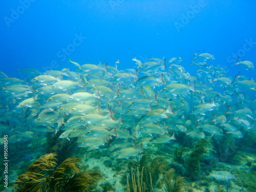 School of snappers in a coral reef of the caribbean sea