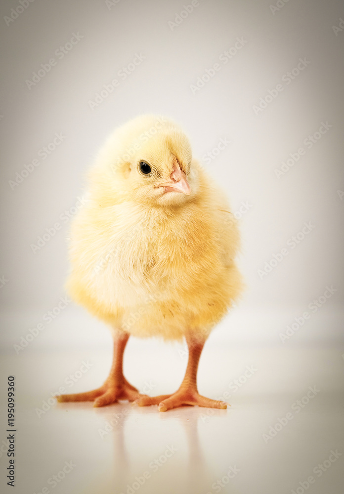 Obraz premium adorable baby chicken