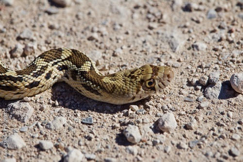 Close up of a Gopher Snake Sunning itself on summer morning